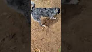 Video preview image #1 Mutt Puppy For Sale in Spring, TX, USA