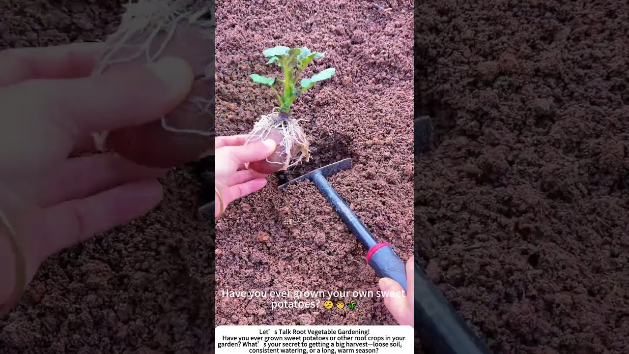 Planting Sweet Potato Slips – A Simple Start to a Bountiful Harvest! 🍠💪