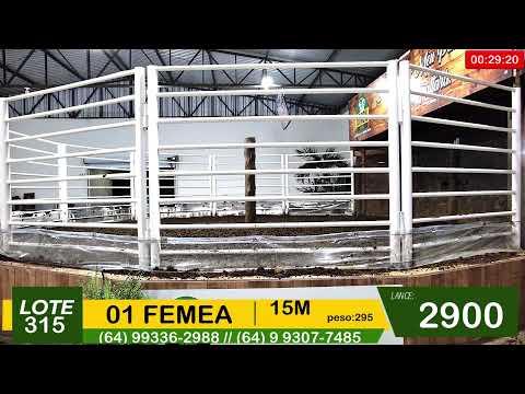 BRASIL LEILÕES - SÃO LUIS DE MONTES BELOS - GO -18/02/2026