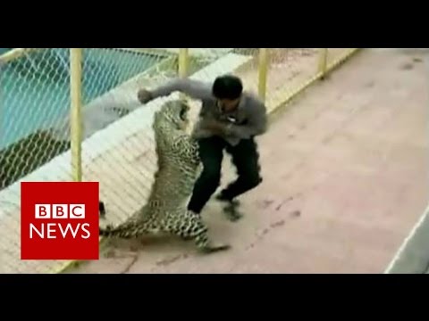 Leopard on the loose injures six while prowling around school in India - BBC News