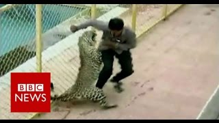 Leopard on the loose injures six while prowling around school in India - BBC News