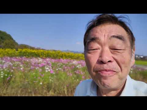 Campo Cosmos em Kawataka Harima trilha para caminhada 26 de outubro de 2023 Famosa mancha de flores em Harima Cosmos Harima jardim de flores Destaques da paisagem da cidade de Kato