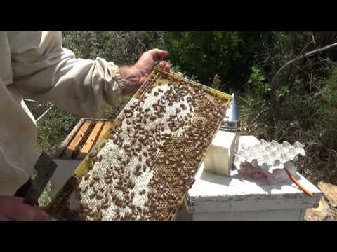 борьба с клещом вароа народным методом 20/06/2017