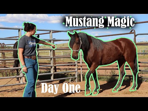 Day One with a Wild Mustang | Mustang Magic 2023