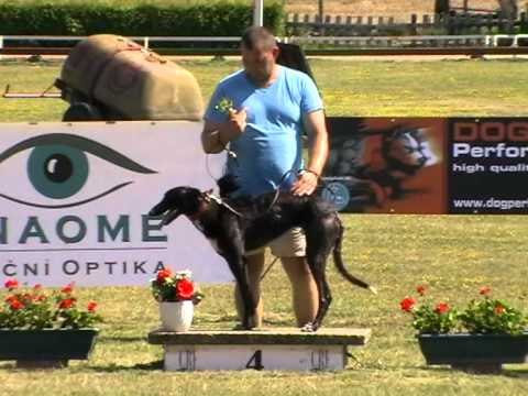 Federation Sprint & Trophy - finals 8. 7. 2012 race 12