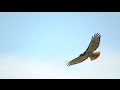 Red-tailed Hawk Close Flight, 4/23/2017 (HD)