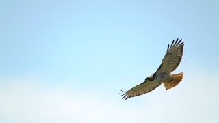 Red-tailed Hawk Close Flight, 4/23/2017 (HD)