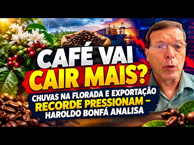 CAFÉ VAI CAIR MAIS? Chuvas na florada e exportação recorde pressionam – Haroldo Bonfá analisa.