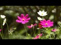 Andy Williams This Is The Moment