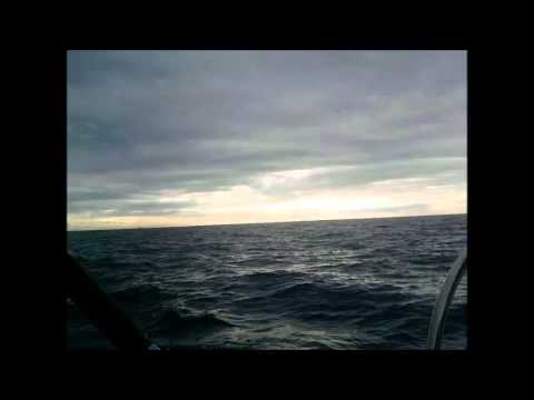 Black vs Ode to oi vs Nightlife vs Ola k ase