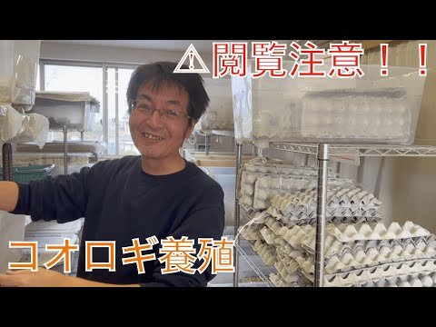 コオロギ養殖