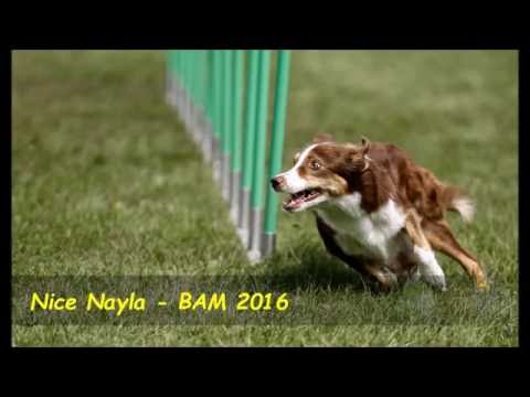 Nice Nayla - Agility A1 - BAM 2016