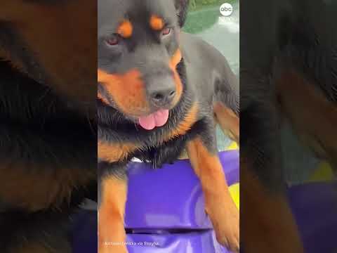 Rottweiler enjoys daily jet ski ride