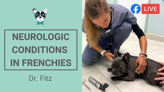 Most Common Neurological Conditions In French Bulldogs