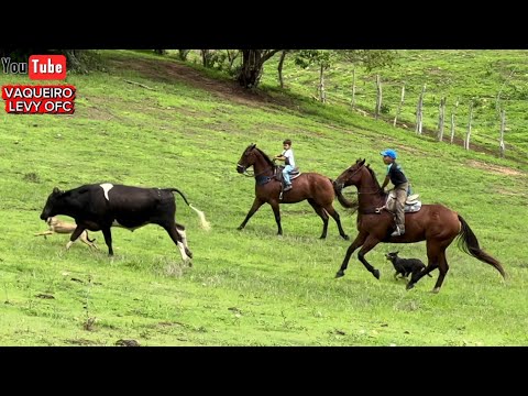 VAQUEIRO LEVY JUNTANDO O GADO NO PARQUE GUARANI