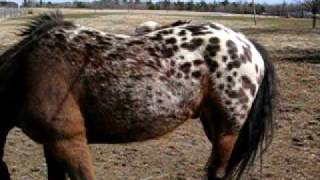 Horse videos 002