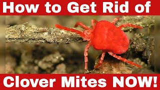 Never See Them Again! How to Get Rid of Clover Mites Easily!