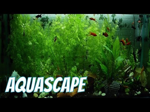 Aquascape Udang Ikan Hias Cantik Relaxing Music Instrumental