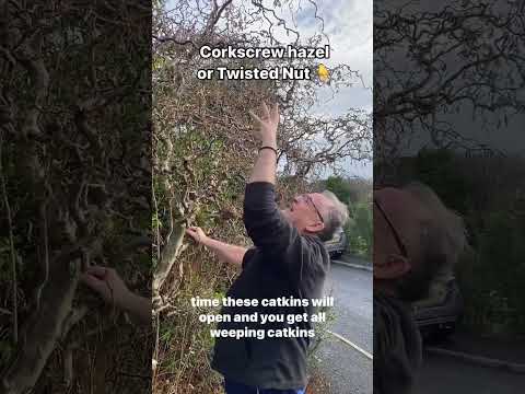 Corylus avellana Contorta twisted Hazel corkscrew Hazel