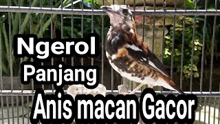 Download lagu Pancingan Anis Macan Gacor Ngeplong Suara Keras mp3 Download lagu Pancingan Anis Macan Gacor Ngeplong Suara Keras mp3