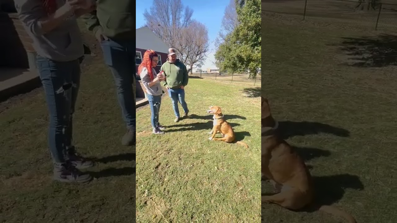 Enlarge MR HAWK**BIG CUDDLEBUG!!!, an adoptable mixed breed in McDonald, OH video 3/6