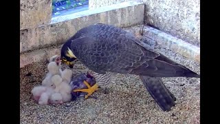 Five for breakfast! Chesapeake Falcons. Explore.org 15 April 2024