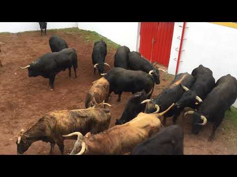 Fighting Bull gets chosen from the herd