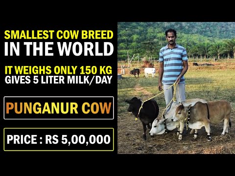 , title : 'Worlds SHORTEST Cow Breed | Price: 5,00,000₹..! PUNGANUR COW BREED | Smallest Cattle Breed in world'
