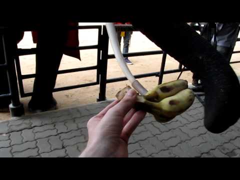 IOI 2011 - The Elephant Show - "Feeding"