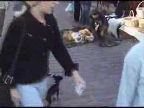 Riga.Vecriga. Small dog.