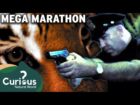 Land Of The Wild: Humans in Nature's Darting Path | Human Prey | Curious?: Natural World