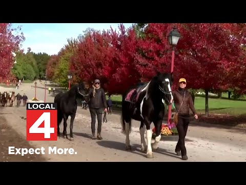 Mackinac Island horses head to winter vacation - YouTube