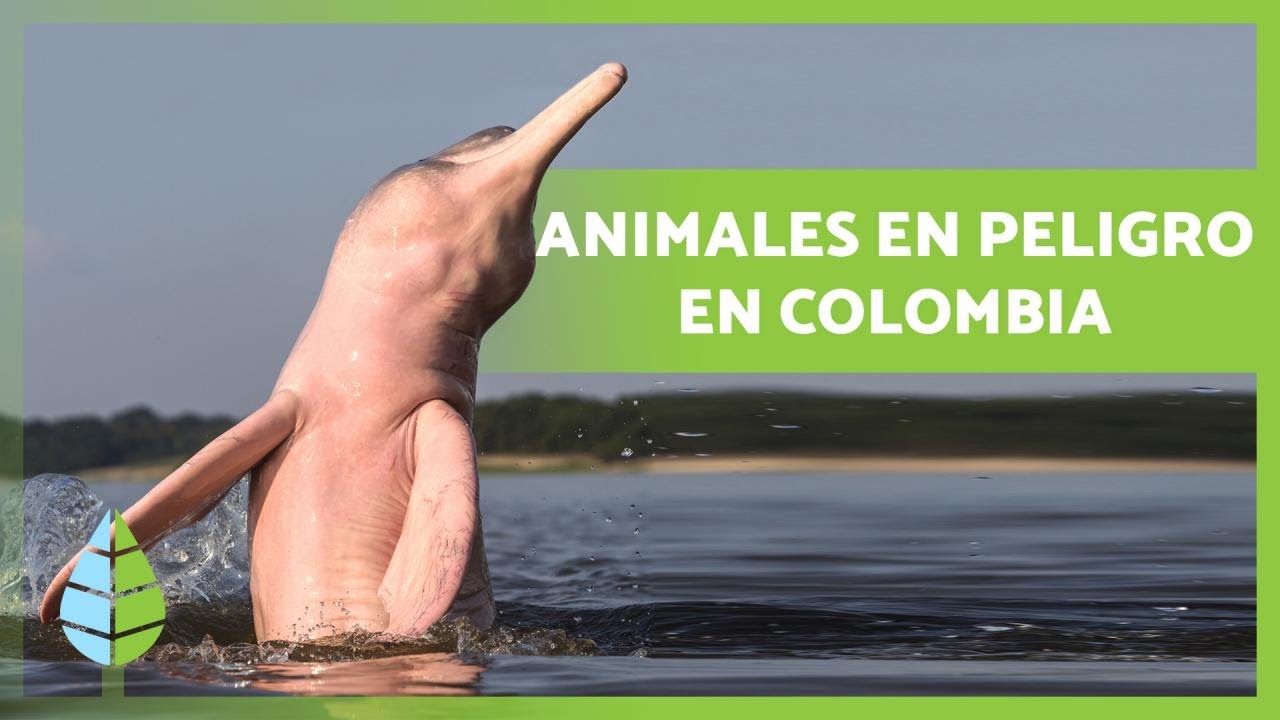10 Animales en PELIGRO de EXTINCIÓN en COLOMBIA ⚠️🐻