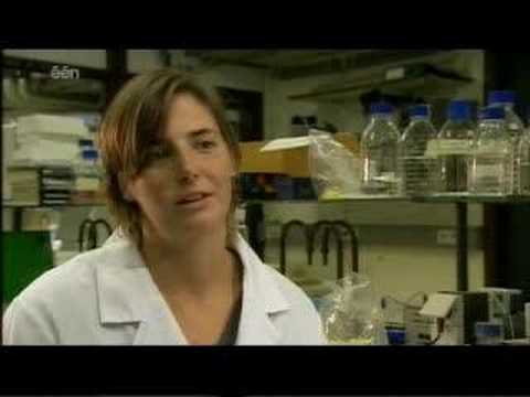 koppen : FCL Rapide Wezemaal