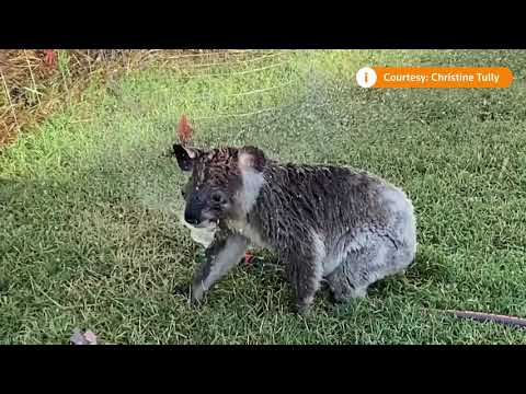 クイックカットオーストラリアの熱波からクールダウンする動物たち (Quick Cut: Animals cool off from Australian heatwave)