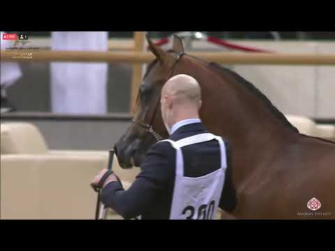 N 300 AL MOHEEB AL REEH   23rd Qatar National Arabian Horse Show   Yearling Colts Class 6B