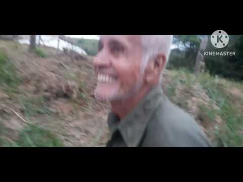 SAMANEIA , ARVORE CENTENARIA , GUIDOVAL MG,