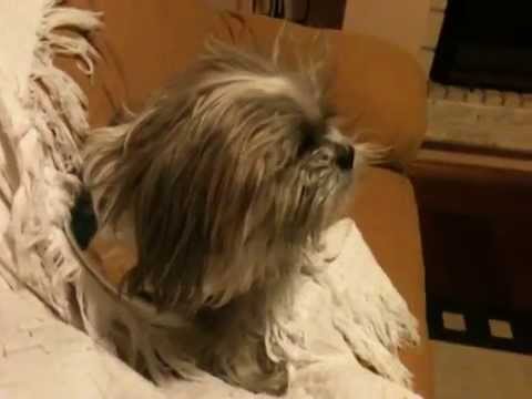 Brincando de Esconder com Toby o cão preguiça!