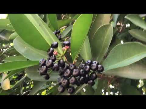 Hira moti jhai - madhur giri & manju mahat ft shankar bc Nepali Lok dohori (official music video ) 