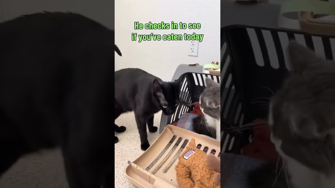 Bean, a Adoptable Domestic Short Hair in St. Helena, CA video 6/6