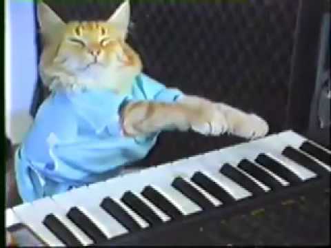 Charlie Schmidt's Keyboard Cat!   THE ORIGINAL!