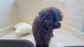 トイプードルの動画01