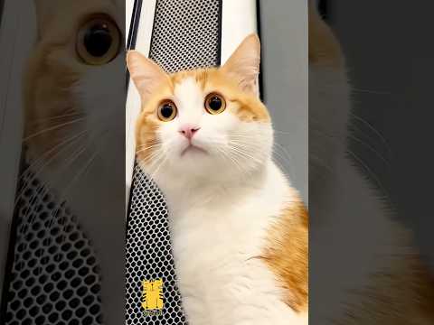 Funny Cat & Cute Kittens818😻 #shorts #kucing #kucinglucu #funny #pet #cat #foryou #viral #viralvideo