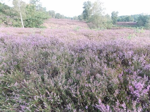 Heidschnuckenweg Etappe 1 von Hamburg Fischbek nach Steinbeck #Heidschnuckenweg #Hamburg #Fischbek