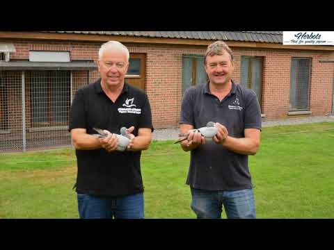 HERBOTS TV / Bosmans – Leekens ( Beverlo ) 1st National Gueret 12,888 year birds 2020