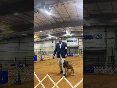 AKC Cane Corso Specialty in Belton TX 