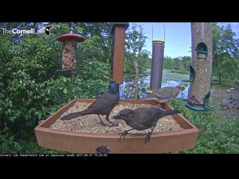 Video 2017 06 27 102707 Common Grackle feeding Juvie