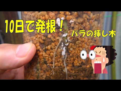 挿し木の成長を促進するアイデアはありますか？柳の水で水をやれますか？  庭園