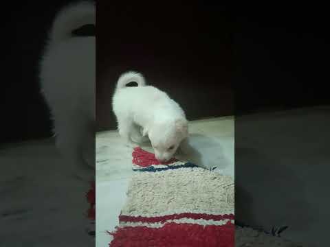 #puppy #pets #doglover #animals #shorts #cute