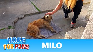 Hope For Paws: Stray dog walks into a yard and then collapses...